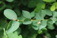 Symphoricarpos albus