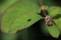 Symphoricarpos albus