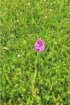 Anacamptis pyramidalis