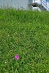 Anacamptis pyramidalis