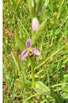 Ophrys apifera