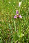 Ophrys apifera