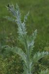 Onopordum acanthium