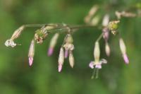 Silene nutans