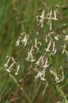 Silene nutans