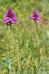 Anacamptis pyramidalis