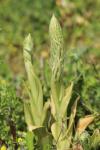 Himantoglossum hircinum