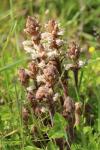 Orobanche amethystea