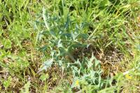 Eryngium campestre