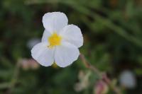 Helianthemum apenninum