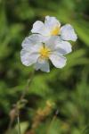 Helianthemum apenninum