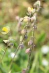 Helianthemum apenninum