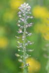 Lepidium campestre