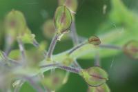 Lepidium campestre