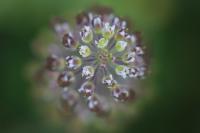 Lepidium campestre
