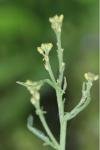 Sisymbrium officinale