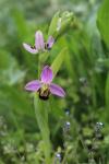Ophrys apifera