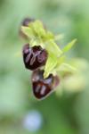 Ophrys aranifera