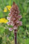 Orobanche amethystea