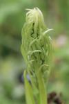 Himantoglossum hircinum