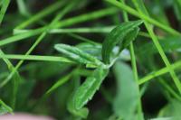 Veronica teucrium