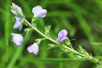 Veronica teucrium