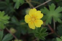 Potentilla verna