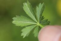 Potentilla verna
