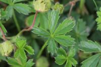 Potentilla verna