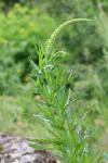 Reseda luteola