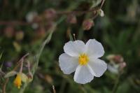 Helianthemum apenninum
