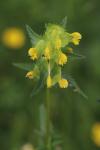 Rhinanthus minor