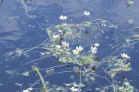 Ranunculus aquatilis