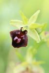 Ophrys aranifera