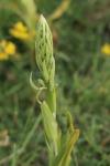 Himantoglossum hircinum