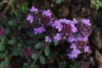 Thymus praecox