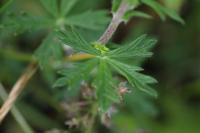 Potentilla neglecta