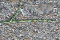Lolium perenne
