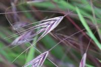 Anisantha sterilis