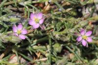 Spergularia rubra