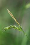 Carex sylvatica