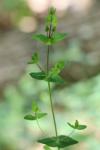 Hypericum pulchrum
