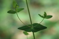 Hypericum pulchrum