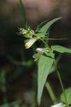 Melampyrum pratense