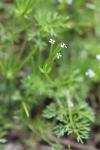 Scandix pecten-veneris