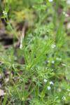 Scandix pecten-veneris