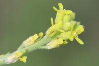 Sisymbrium officinale