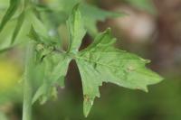 Sisymbrium officinale