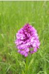 Anacamptis pyramidalis