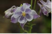 Aquilegia viscosa